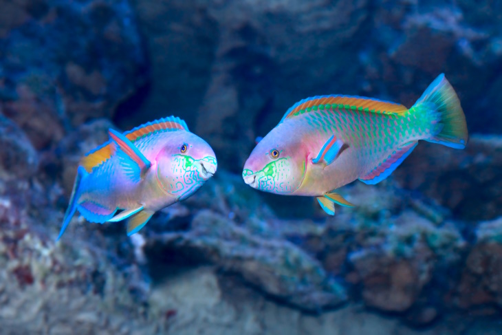 Colorful Fish Rusty Parrotfish (Scarus ferrugineus)