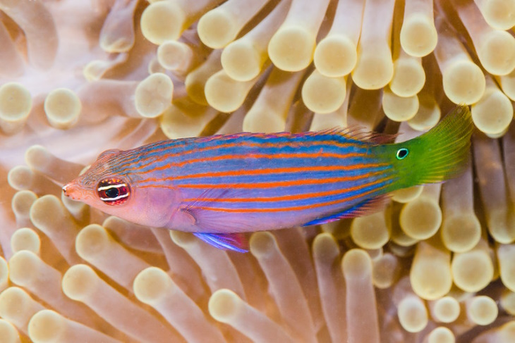 Colorful Fish Six-Line Wrasse (Pseudocheilinus hexataenia)