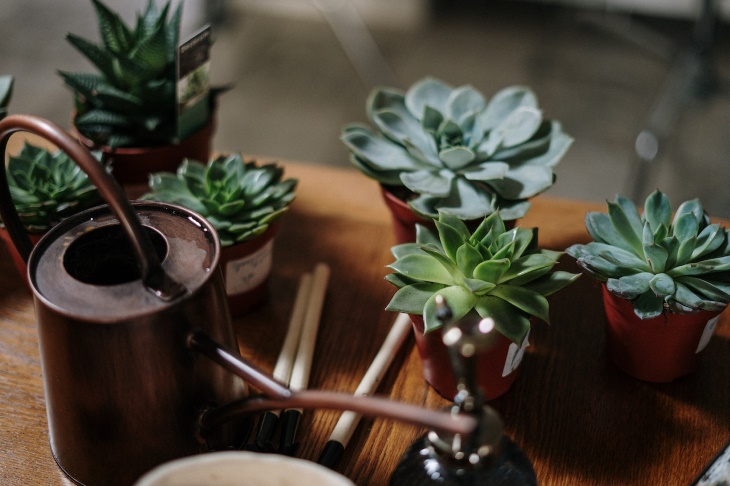 Water Droplets on Houseplants succulents