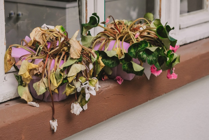 Water Droplets on Houseplants