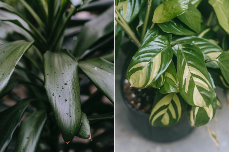 Water Droplets on Houseplants Dew