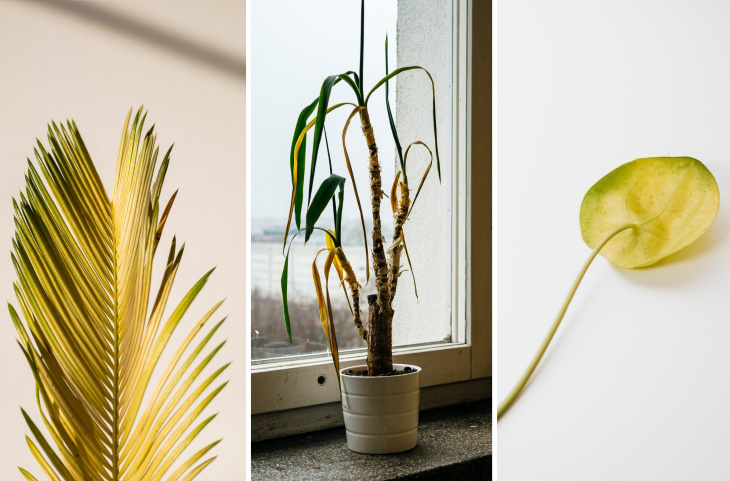 Water Droplets on Houseplants sick plants