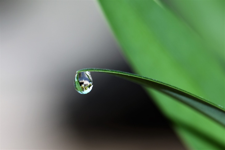 Water Droplets on Houseplants zoom in