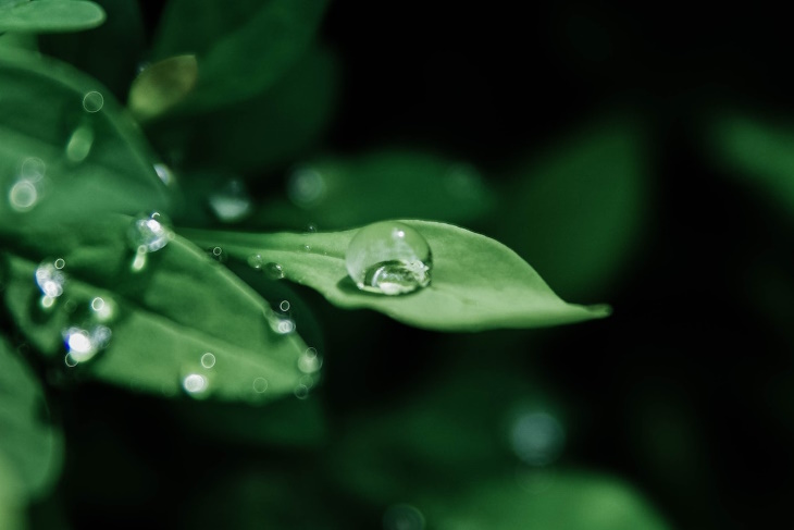 Water Droplets on Houseplants water droplets on leaves