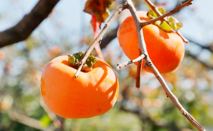 Persimmons