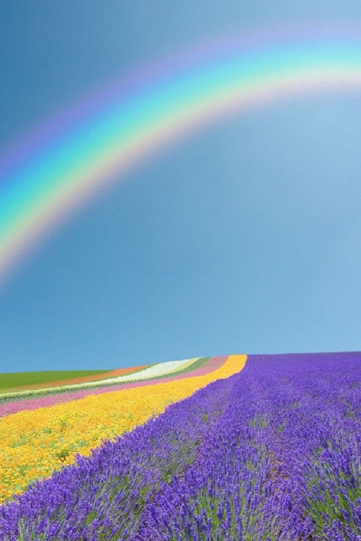 Rainbow above a flower field