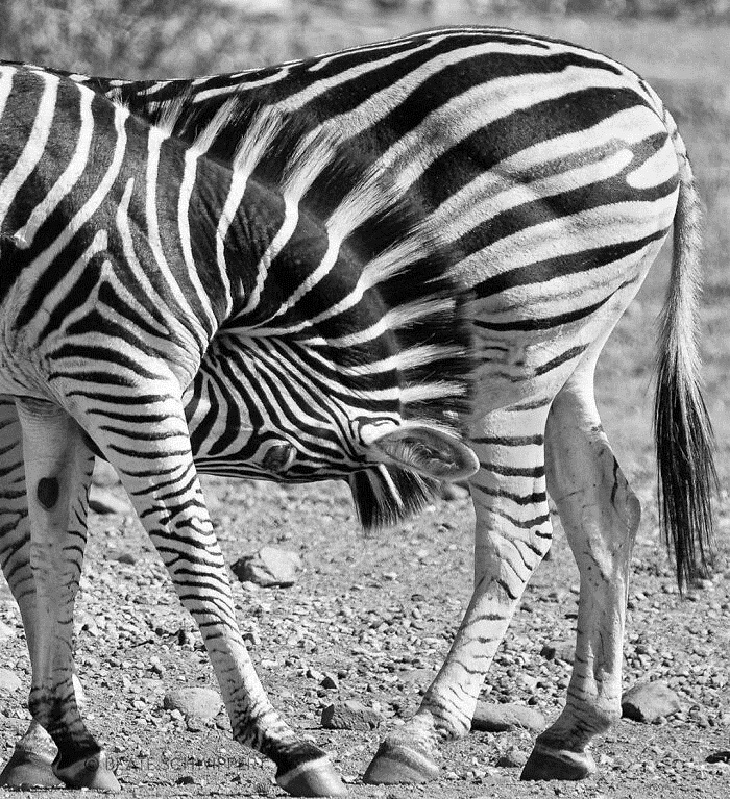 zebras 