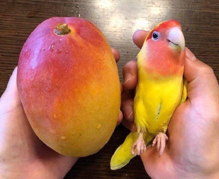 parrot and a mango