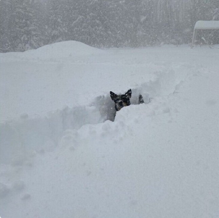 Buffalo Snowstorm, 