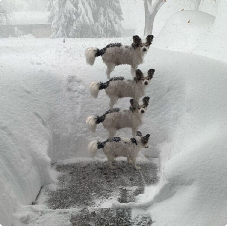 Buffalo Snowstorm, dogs