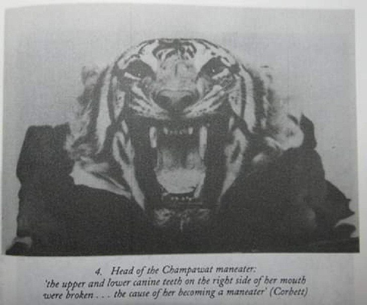 Books About Man-Eating Animals, tiger