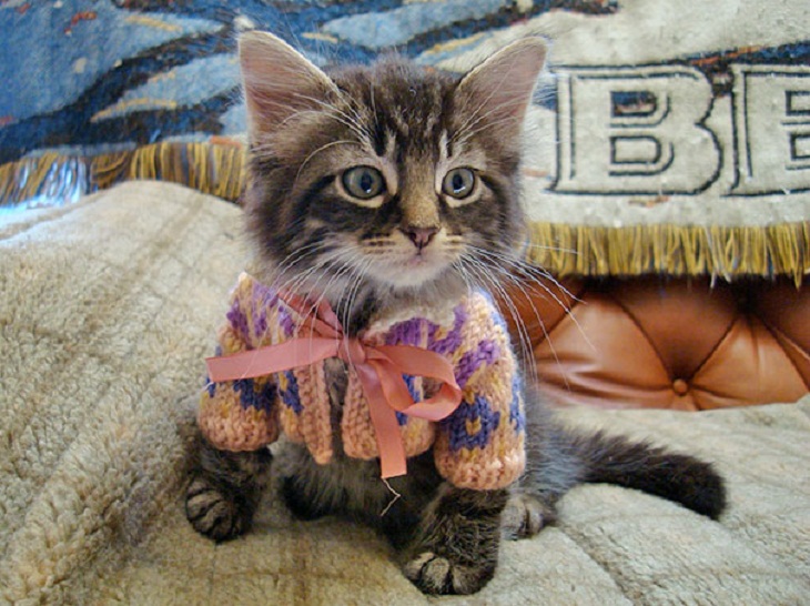 Animals in Sweaters, 
