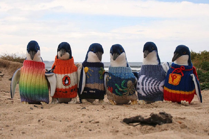Animals in Sweaters, 