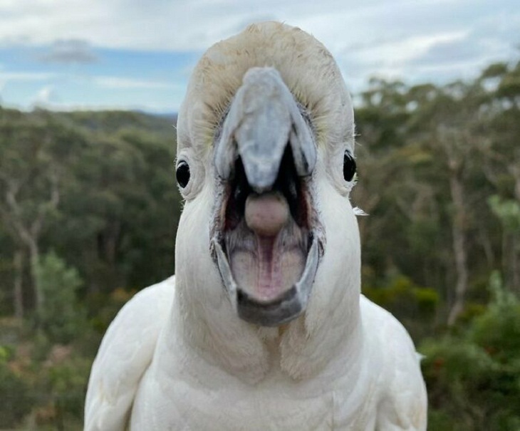 2023 BirdLife Australia Photography Awards