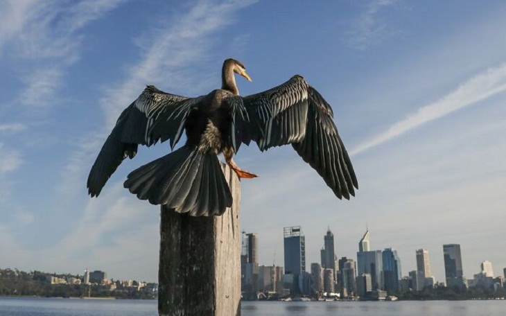 2023 BirdLife Australia Photography Awards