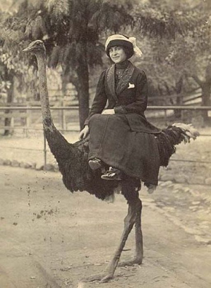 Weird But Hilarious Vintage Photos of Animals
