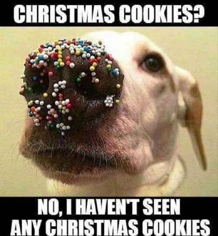 Christmas Memes 