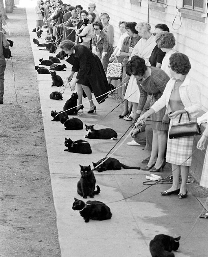 In Hollywood back in 1961, black cats underwent fabric testing as they prepared for their participation in filming projects. This testing likely ensured that these feline actors would be comfortable wearing costumes during production.