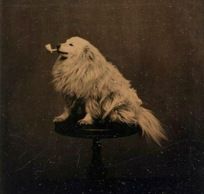 Even as far back as 1875, people enjoyed capturing photographs of their beloved pets adorned with costumes and props.The love for pet photography spanned across different eras.