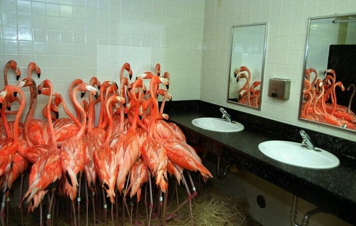 The southeastern United States experienced Hurricane Andrew's devastating impact in 1992. As part of emergency evacuation measures at Miami Zoo during this time, flamingos found temporary shelter in women's toilets.