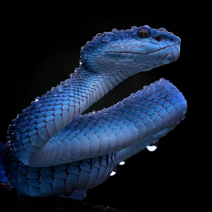 Close-Ups of Cold-Blooded Creatures