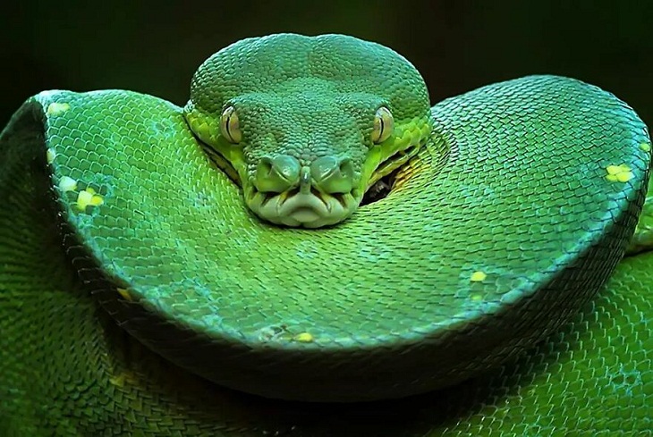Close-Ups of Cold-Blooded Creatures