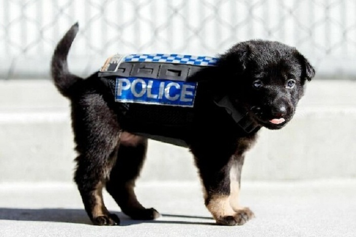  Adorable Police Pups 