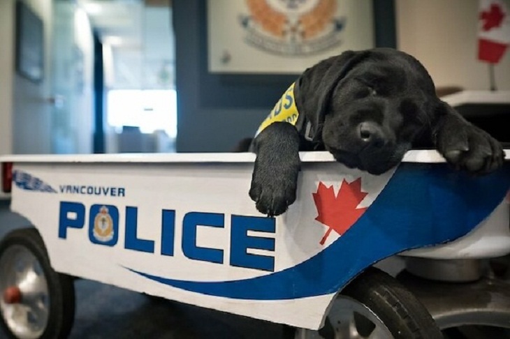  Adorable Police Pups 