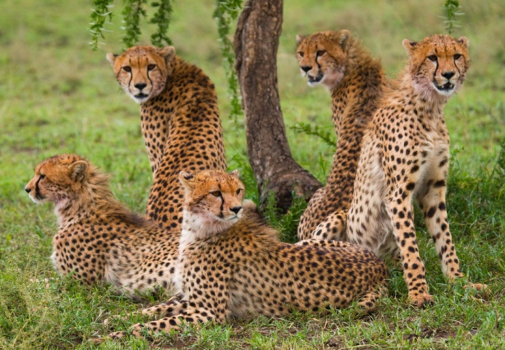 Facts About Cheetahs, Subspecies 