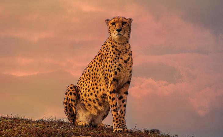 Facts About Cheetahs, Respiratory and Circulatory Systems