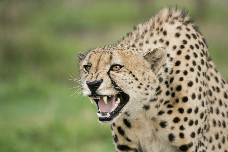 Facts About Cheetahs, snarl