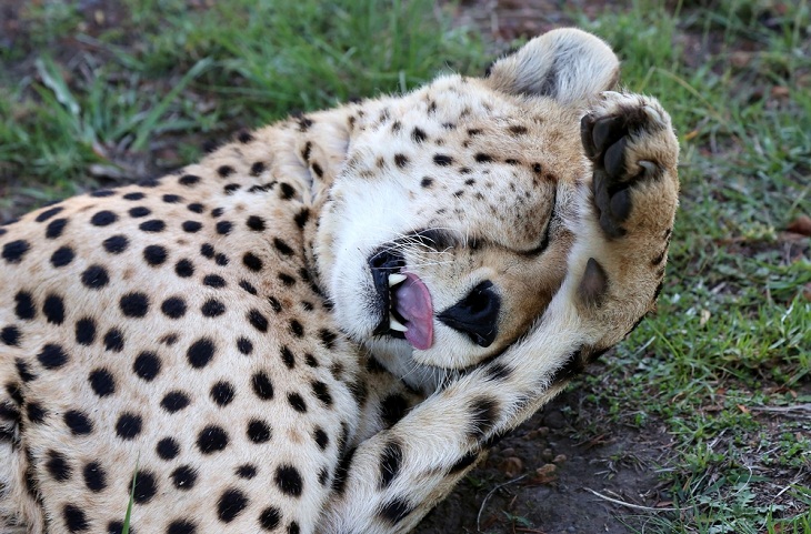 Facts About Cheetahs, Claws