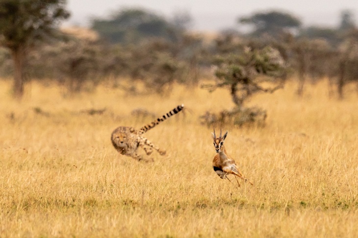 Facts About Cheetahs, hunt