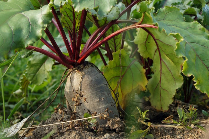 What to Plant in February Beetroot