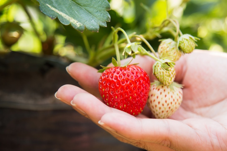 What to Plant in February Strawberries