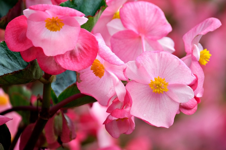 What to Plant in February Begonia