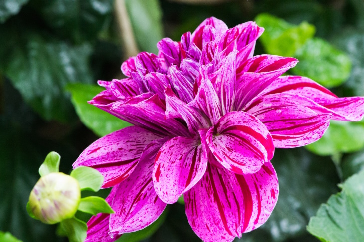 What to Plant in February Dahlia