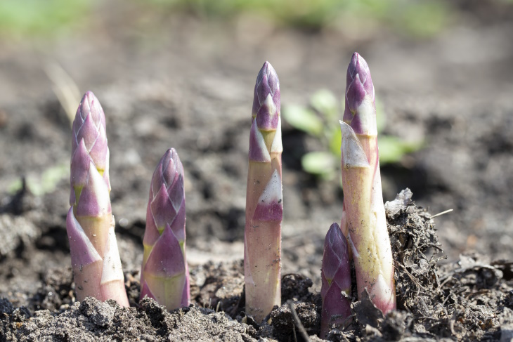 What to Plant in February Asparagus