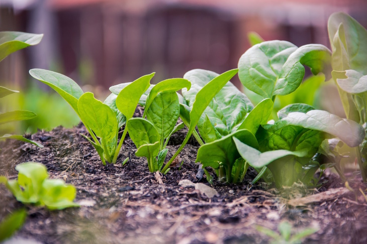 What to Plant in February Spinach