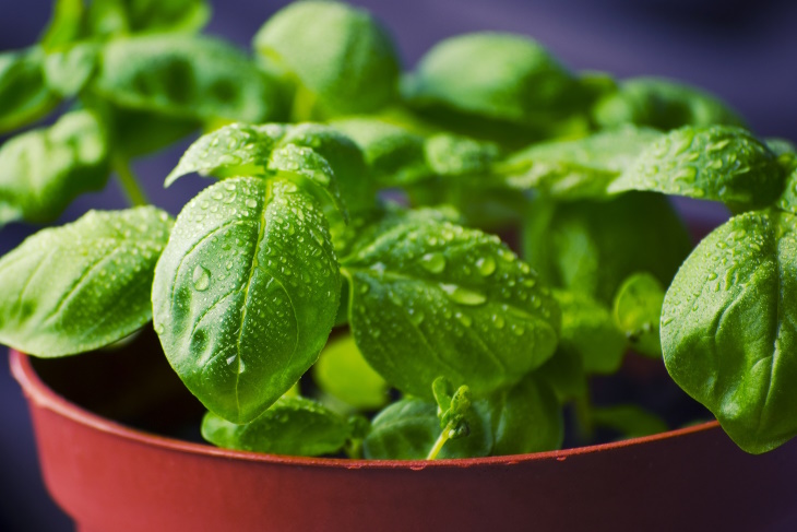 What to Plant in February Basil