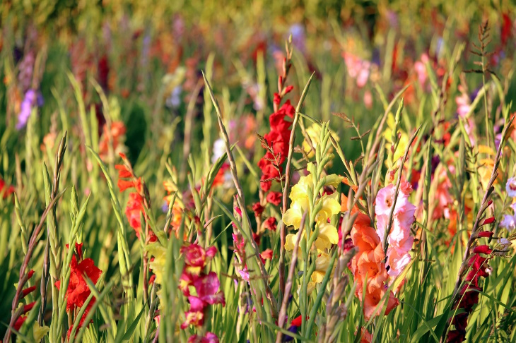 What to Plant in February Gladiolus
