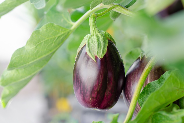 What to Plant in February Eggplant