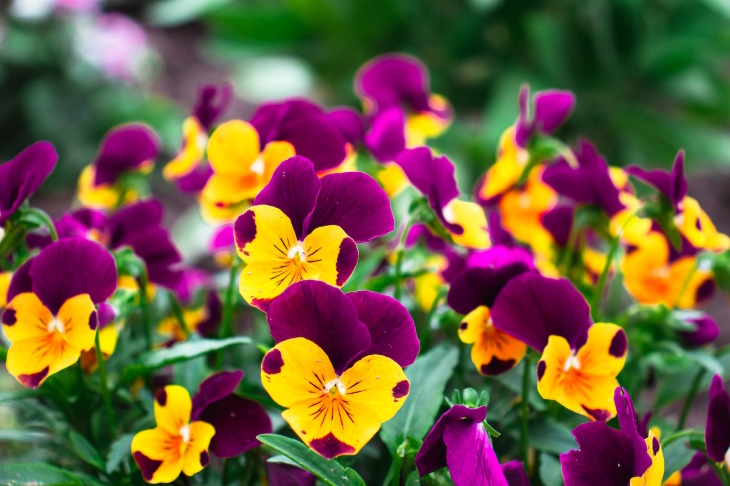 What to Plant in February Pansy