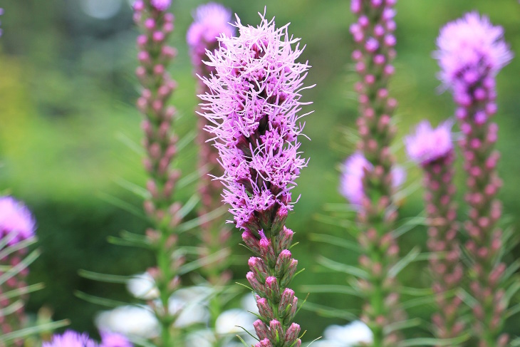 What to Plant in February Liatris