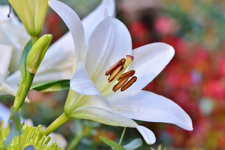 What to Plant in February Lily