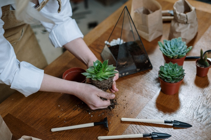 What to Plant in February terrarium