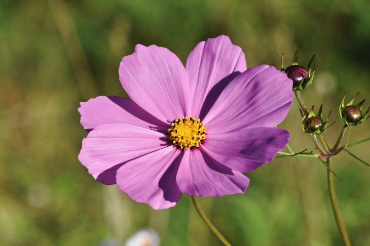 What to Plant in February Cosmos