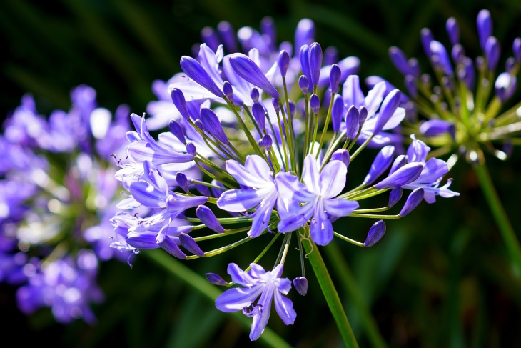 What to Plant in February Agapanthus