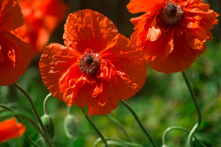 What to Plant in February Poppy