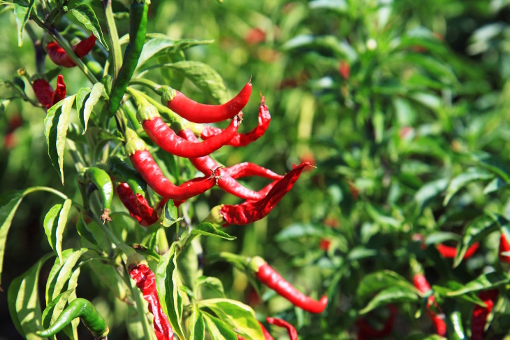 What to Plant in February Chili